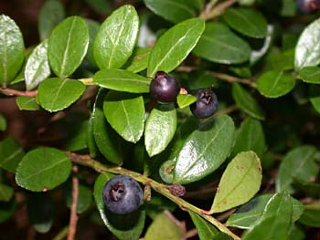 Box Huckleberry 'Berried Treasure' (Gaylussacia brachycera)