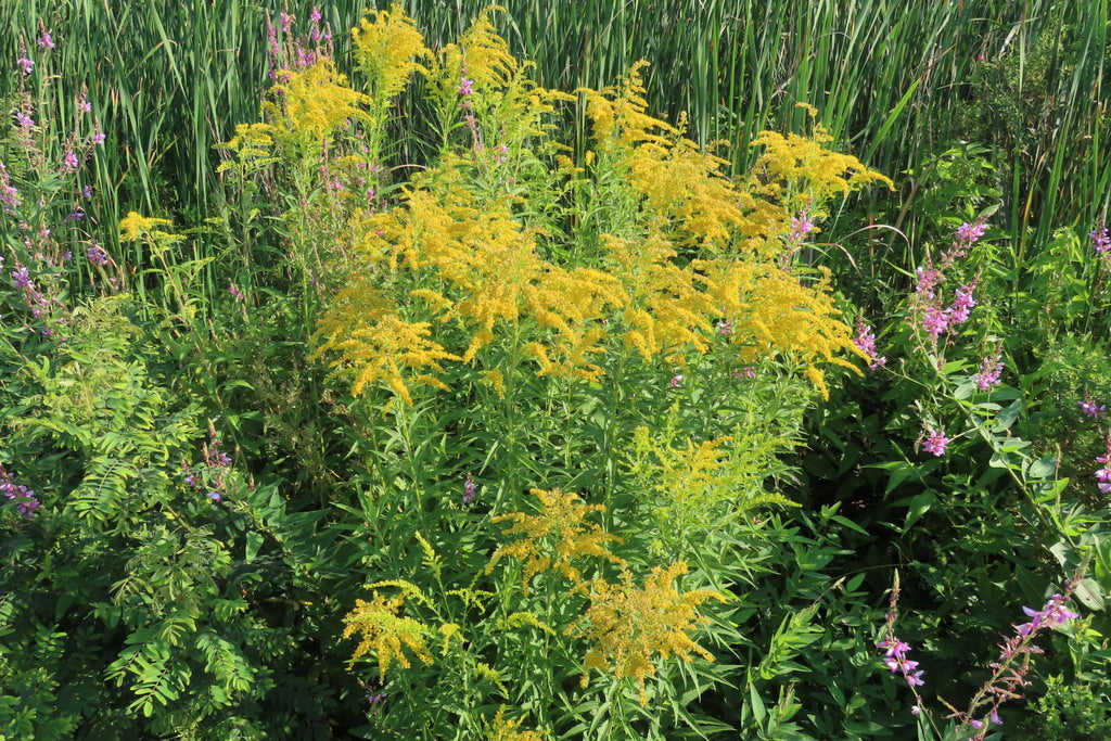 Bokashi Seedballs - Solidago Canadensis (Goldenrod)