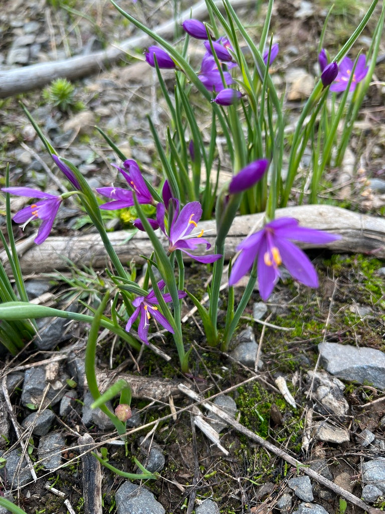 Olsynium douglasii (Grass Widow)