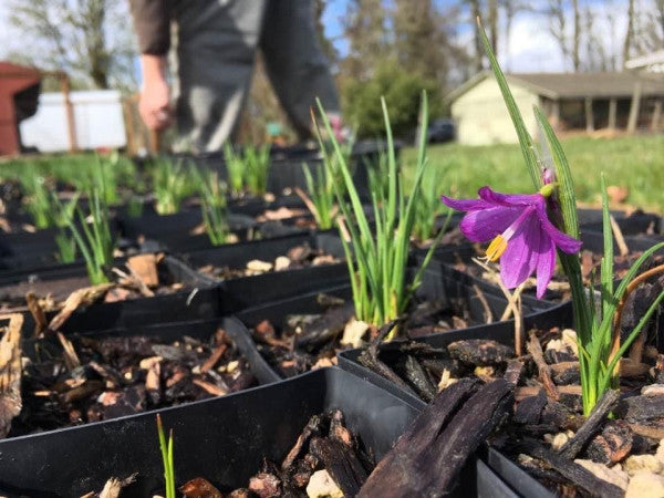 Olsynium douglasii (Grass Widow)