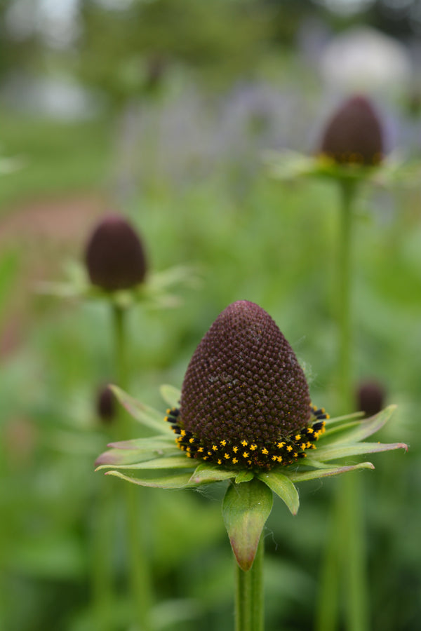 Rudbeckia occidentalis 'Green Wizard' (Coneflower)