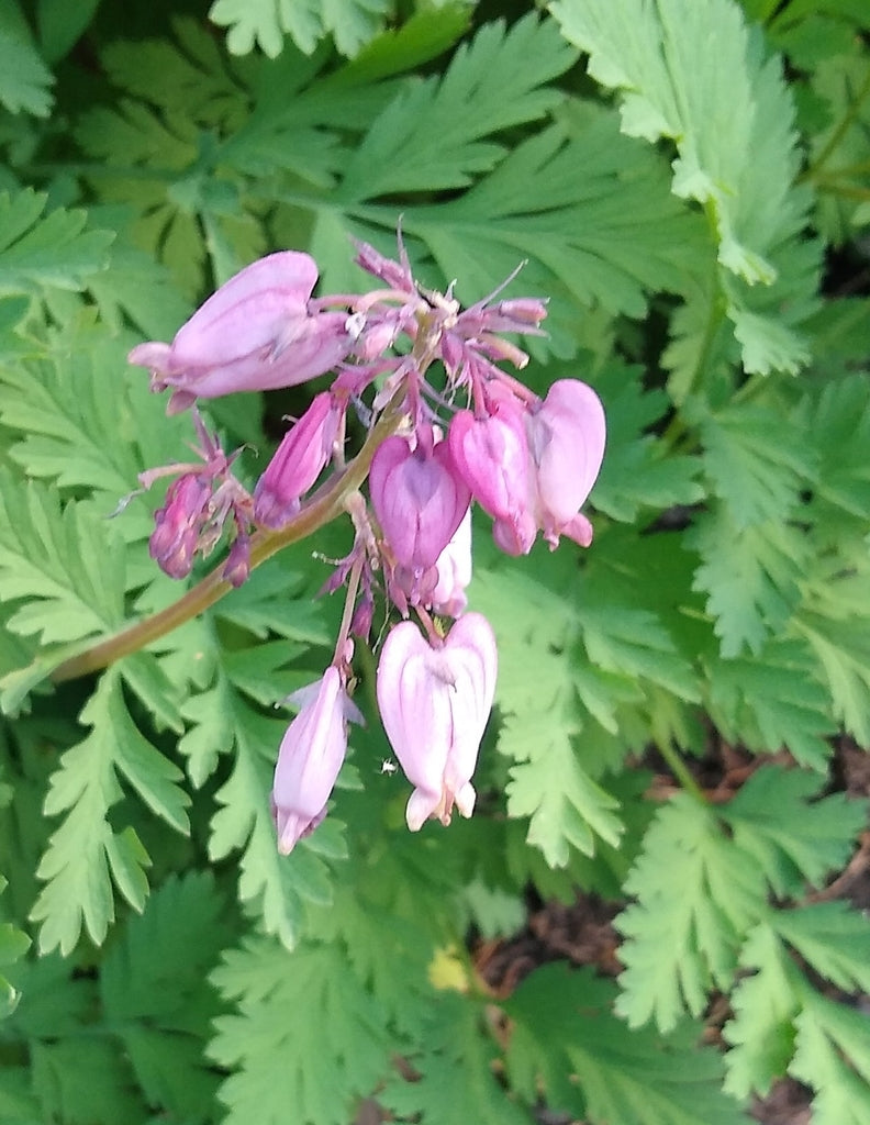 bleeding heart flower seed Dicentra formosa (Western Bleeding Heart) Seed Packet EO