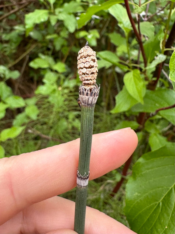 horsetail plant fertilizer Equisetum hyemale (Rough Horsetail)