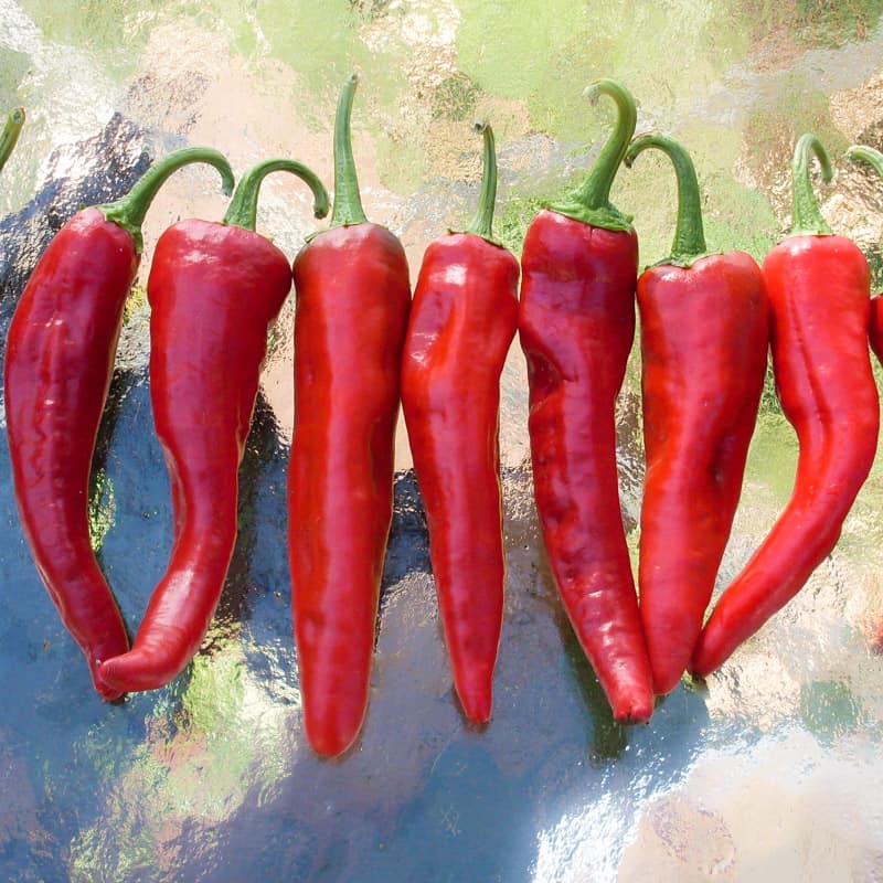 Pepper, Hot 'Chimayo' (Capsicum annum) - Seed AS