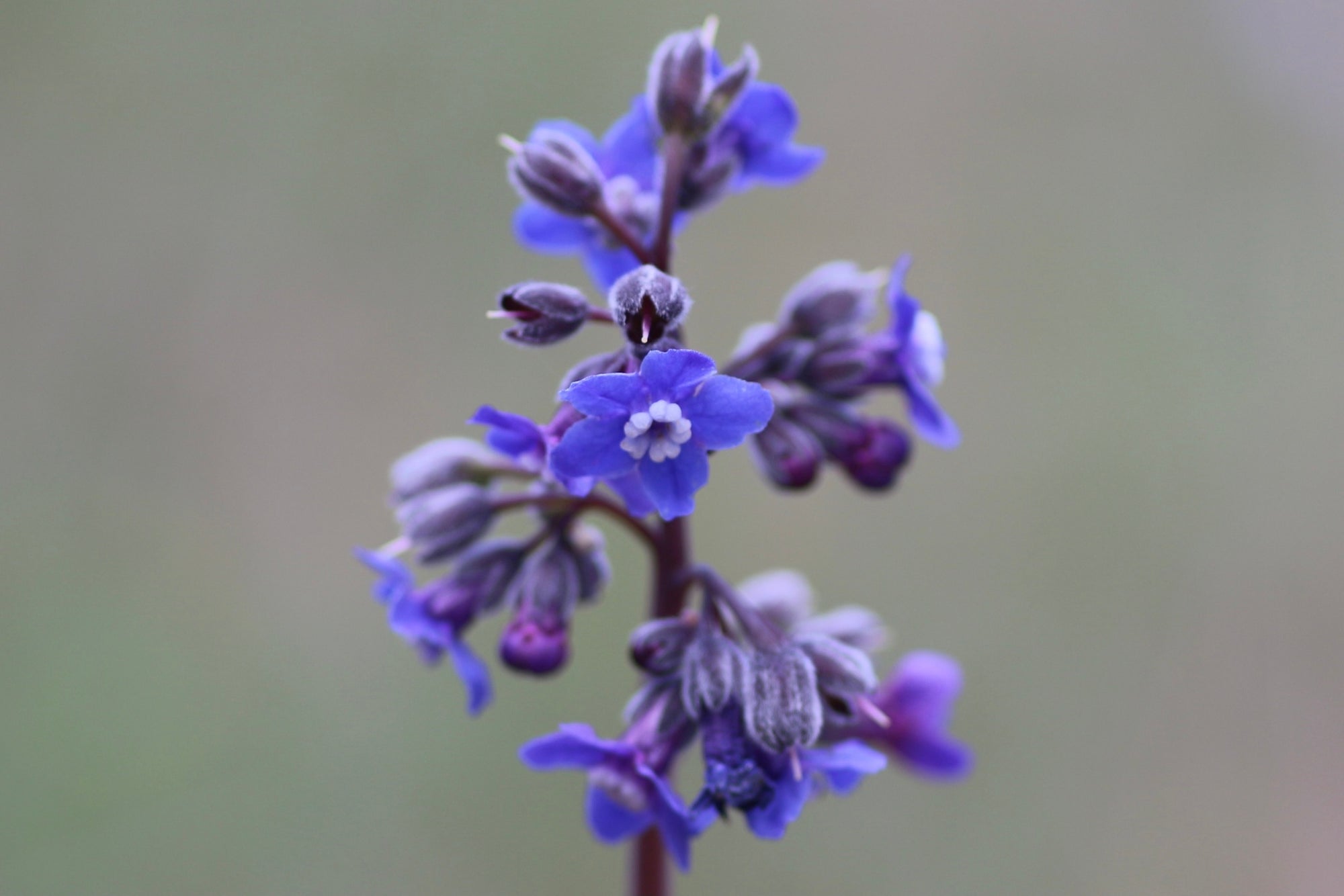 Adelinia grandis (Pacific Houndstongue)
