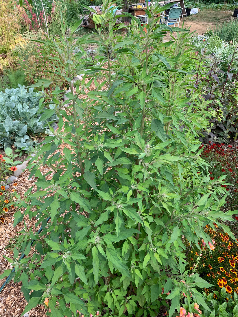 Chenopodium nuttalliae (Huazontle, Red Aztec Spinach)