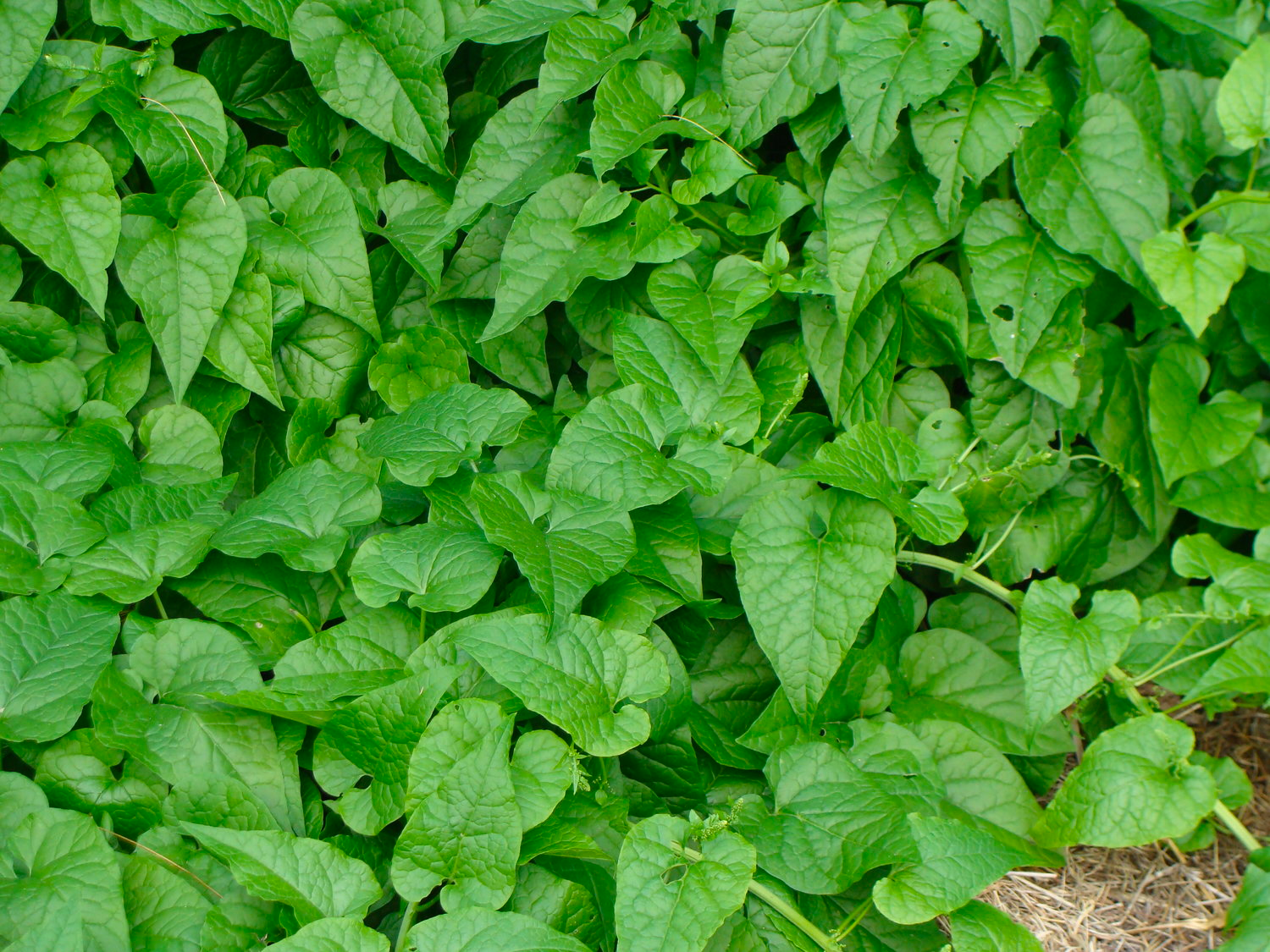 Hablitiza tamnoides (Caucasian Spinach)