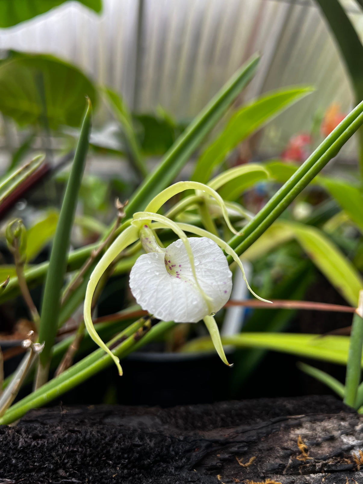 Brassavola nodosa SymbiOp Garden Shop