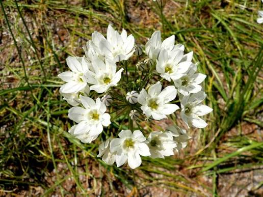 Triteleia hyacinthina (White Brodiaea)