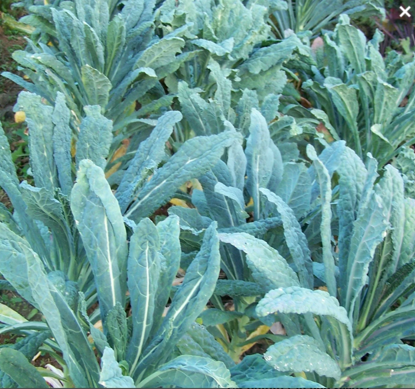 Kale 'Black Tuscan' (Brassica oleracea) - Seeds SS