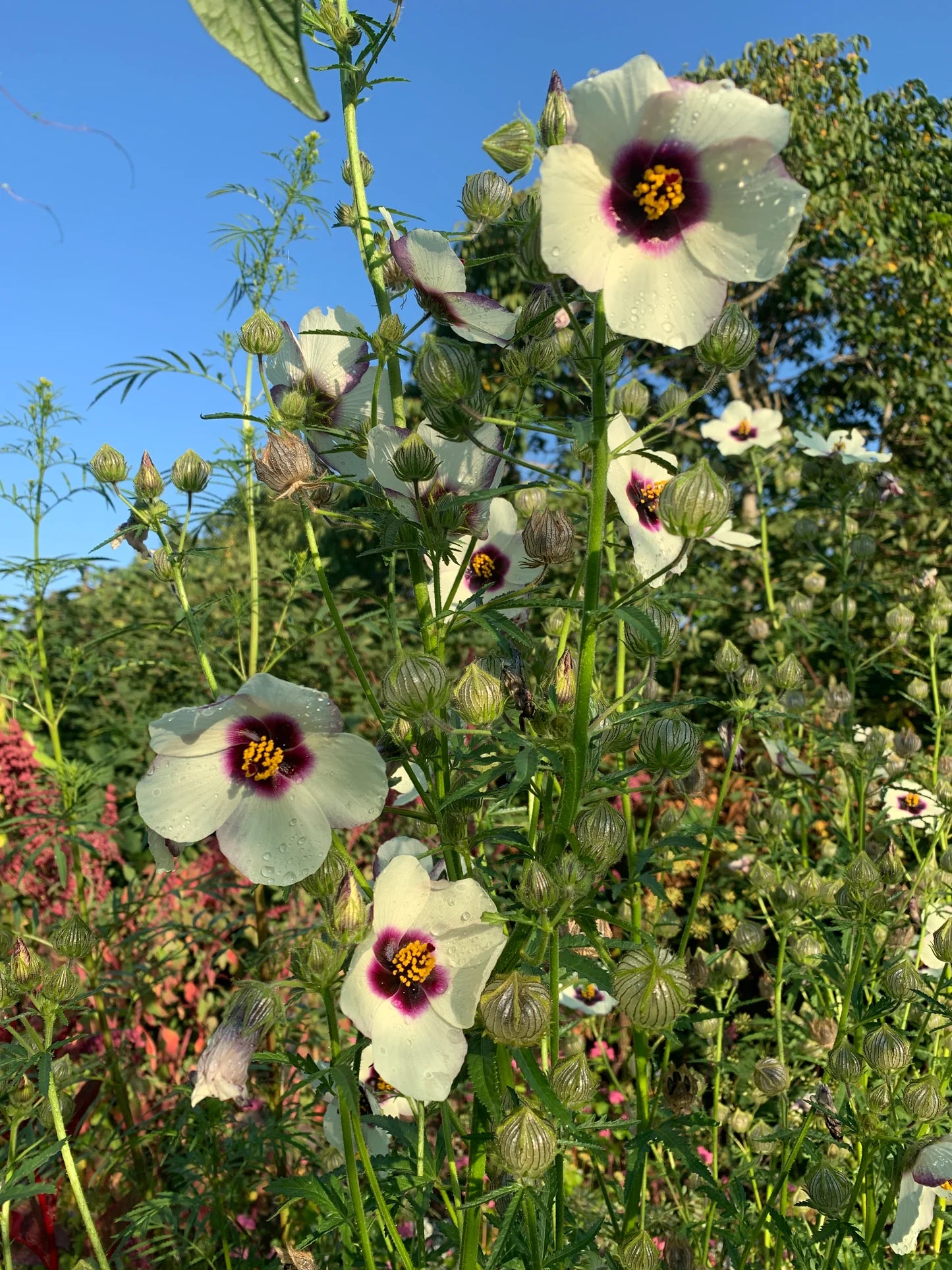 Kenaf 'Deccan Hemp' (Hibiscus cannabinus) - Seed RS