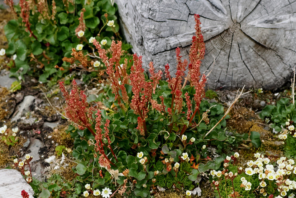 Oxyria digyna (Mountain Sorrel)