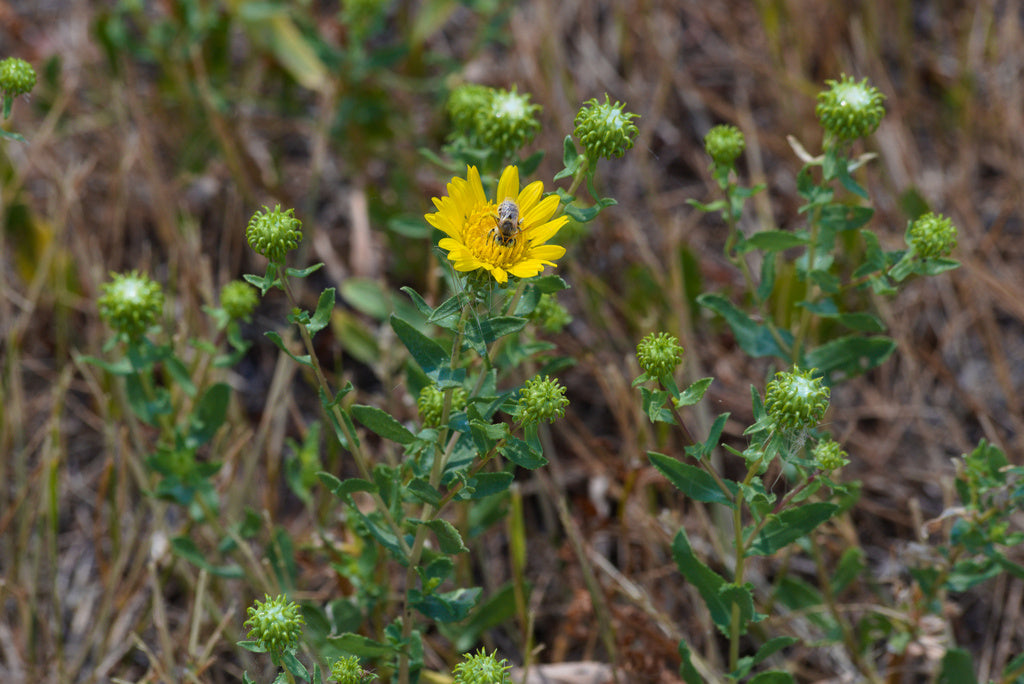 Grindelia squarrosa (Curlycup Gumweed)