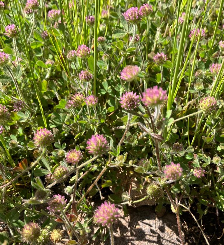 Trifoloum microcephalum (Maiden Clover)