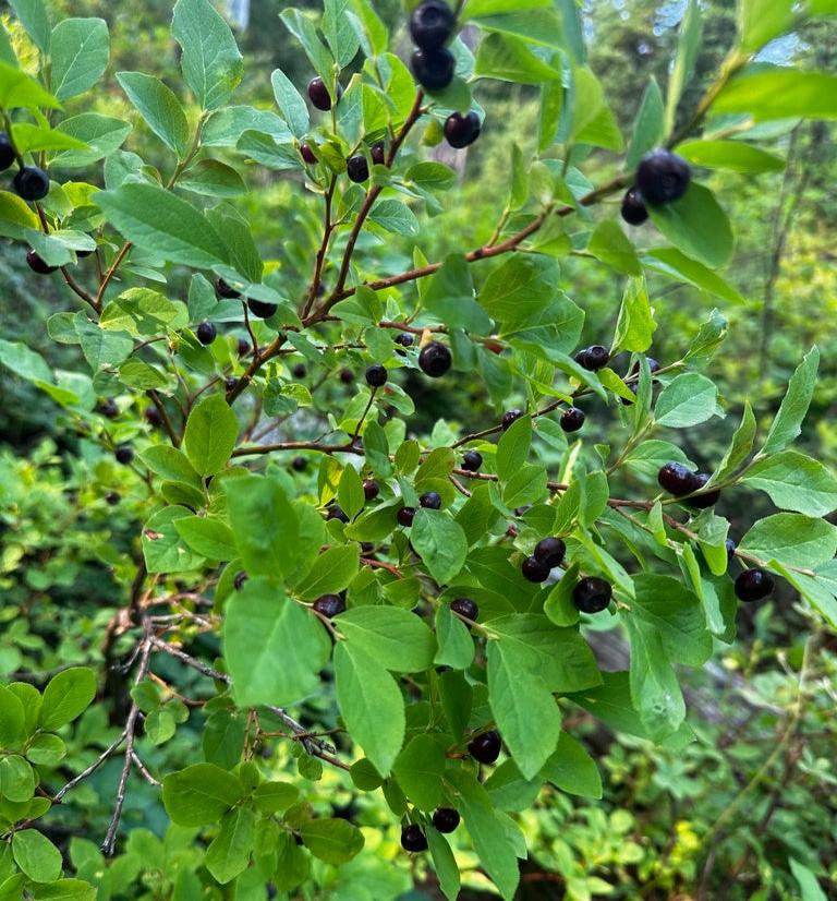 Vaccinium membranaceum (Mountain Huckleberry)