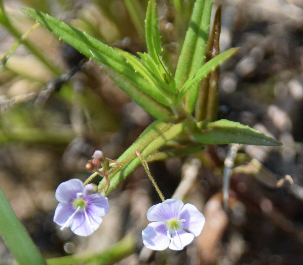 Veronica scutellata (Marsh Speedwell)