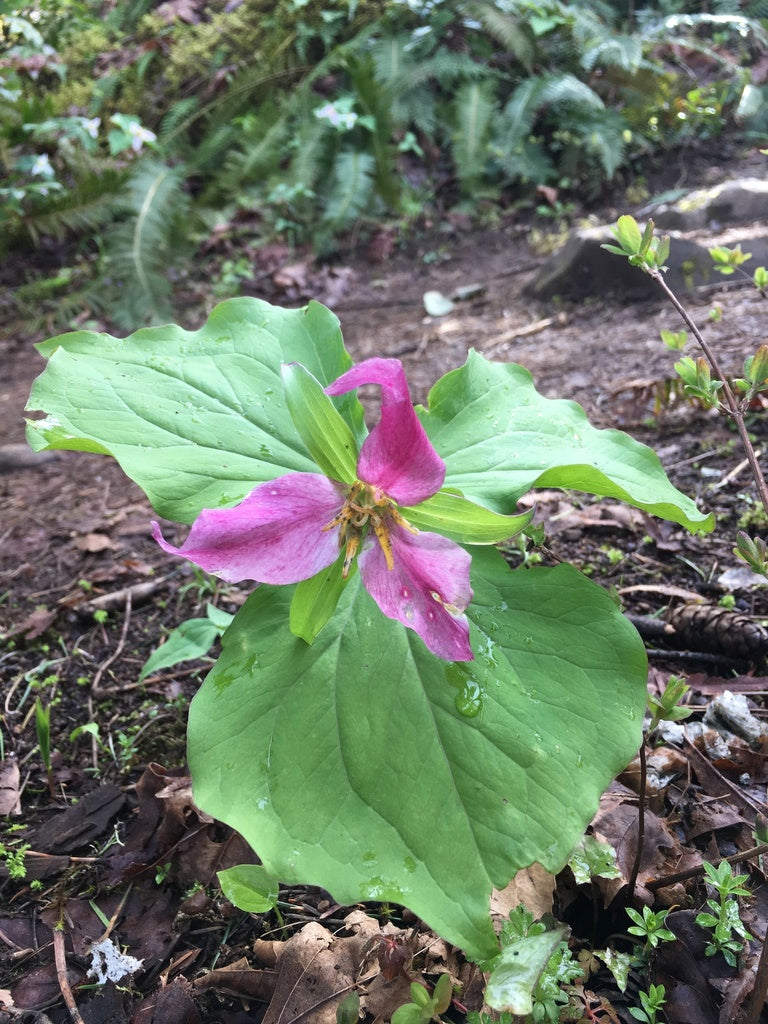 Trillium ovatum (Trillium)