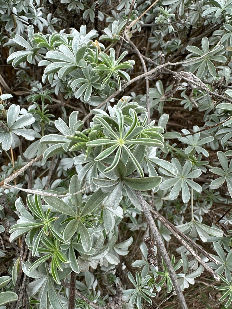 Lupinus albifrons (Silverbush Lupine)