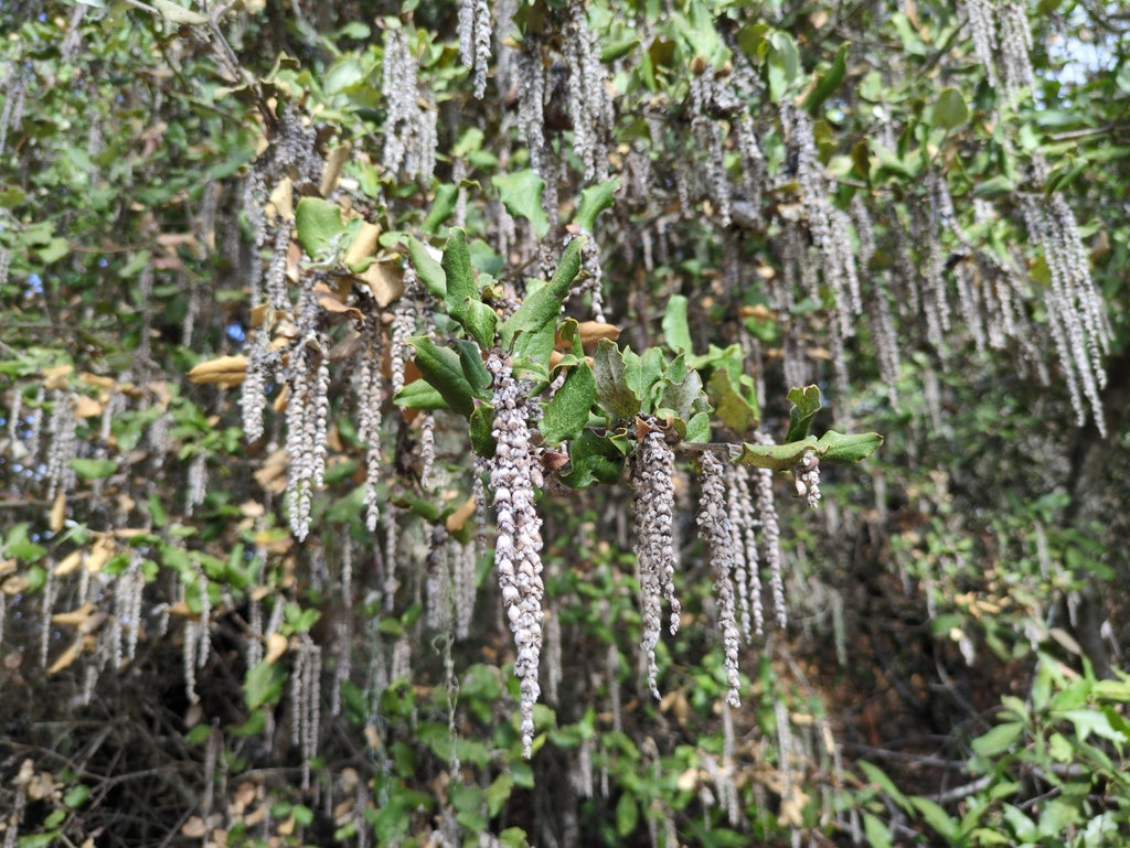 Garrya elliptica (Wavyleaf Silktassel)