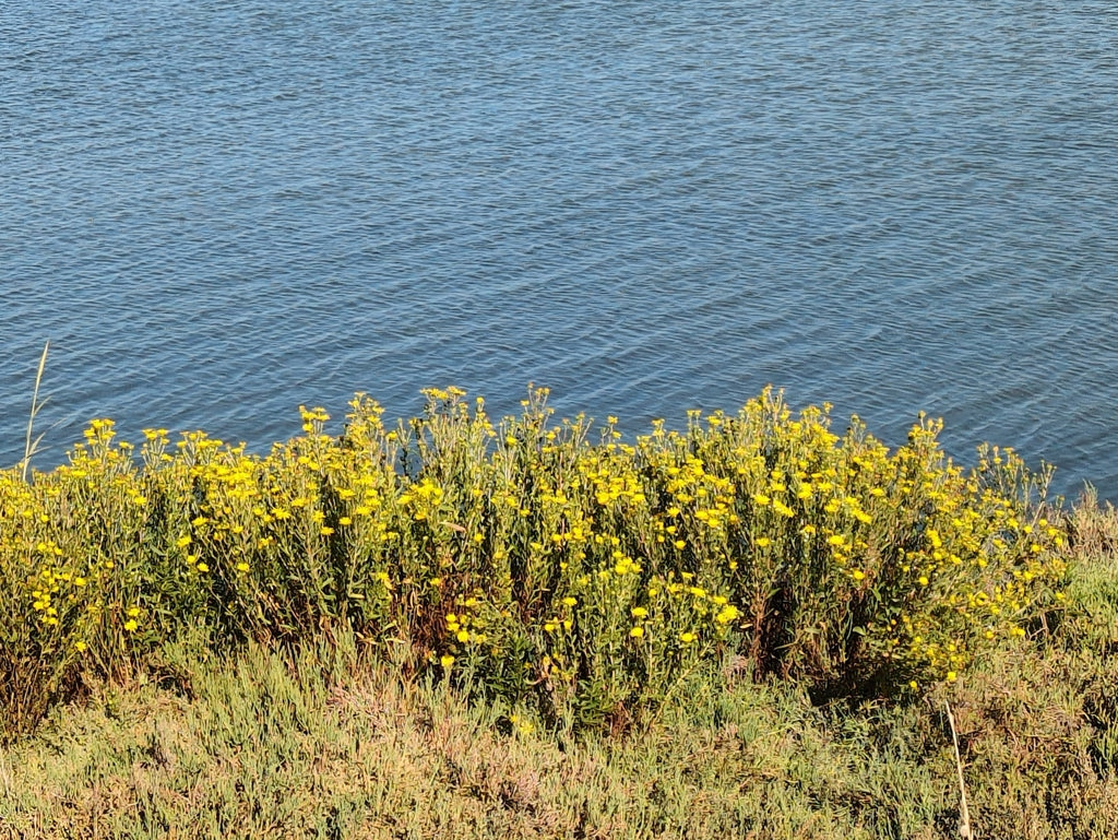 Grindelia stricta var. Stricta (Coastal Gumweed)