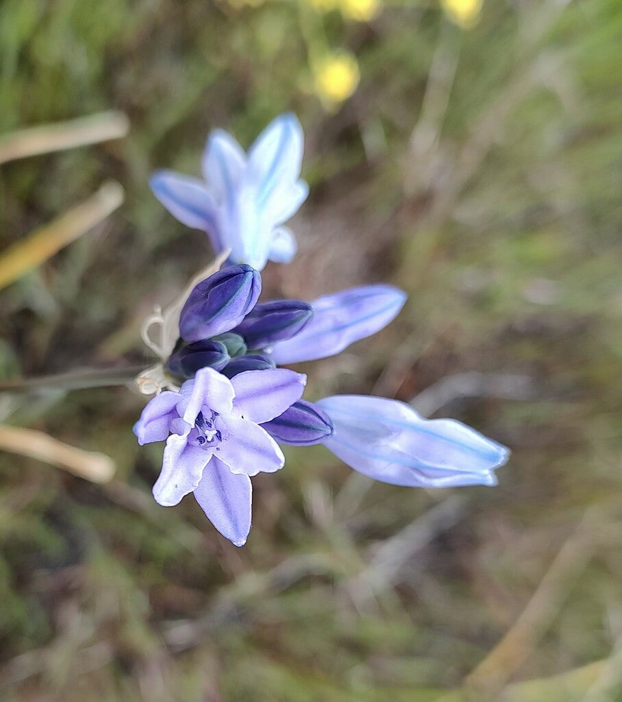 Triteleia grandiflora var. howelli (Howell’s Triteleia)