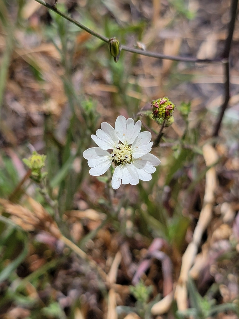 Hemizonia congesta ssp. cleveland (Cleveland's hayfield tarweed)