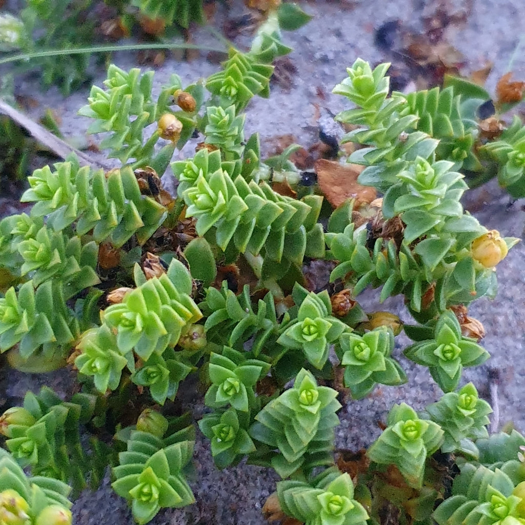 Honckenya peploides (Seaside Sandplant)