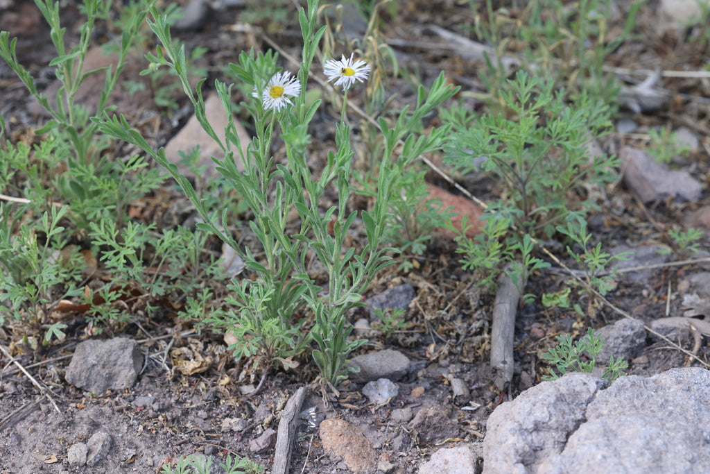 Erigeron divergens (Spreading Fleabane)