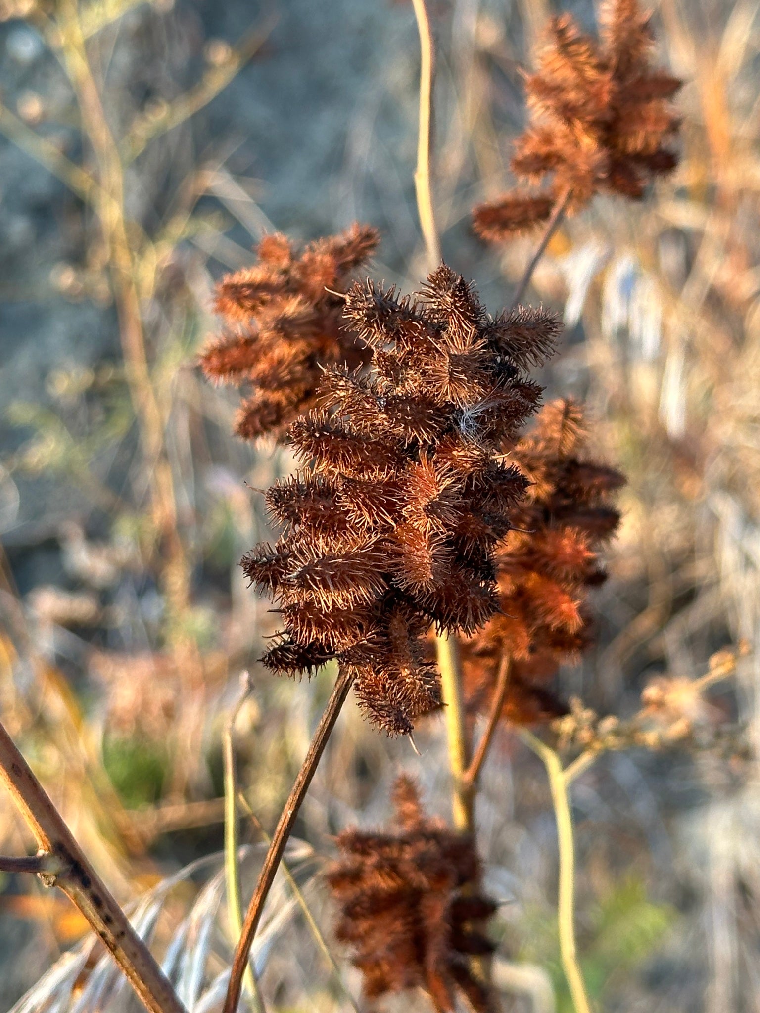 Glycerrhiza lepidota (American Licorice)