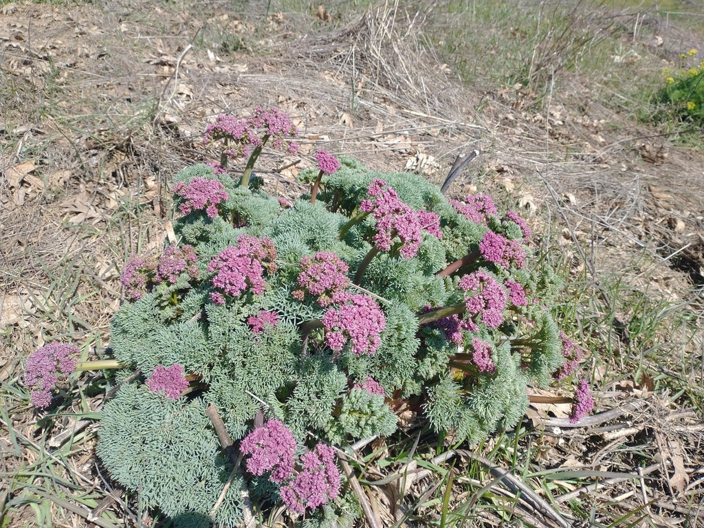 Lomatium columbianum (Columbia Desert Parsley)