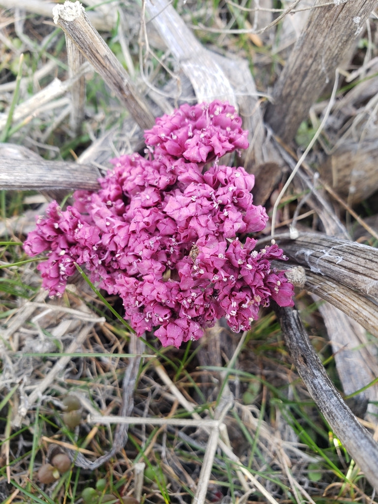 Lomatium columbianum (Columbia Desert Parsley)