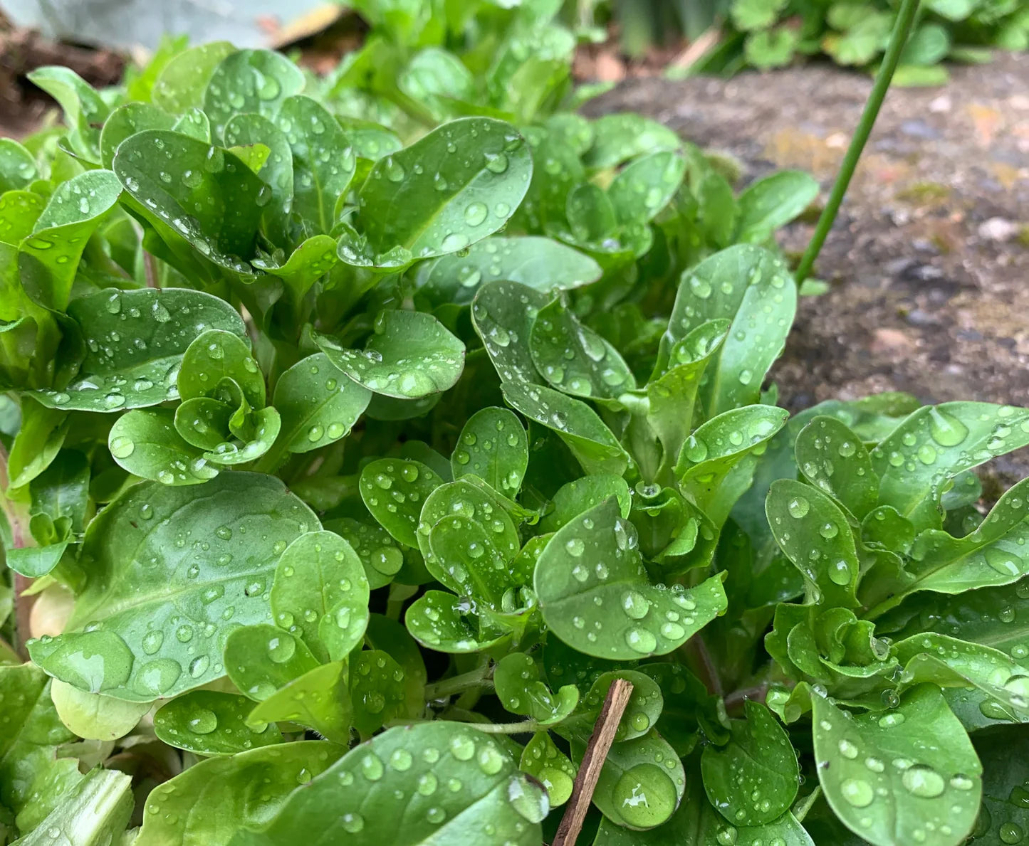 Mache (Valerianella locusta) - Seed RS
