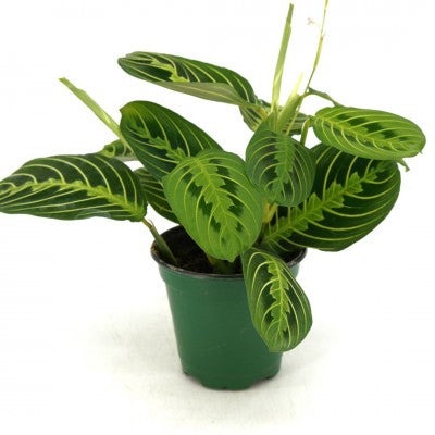 Maranta leuconeura 'Lemon Lime' (Prayer Plant)