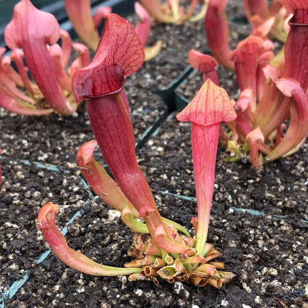 Sarracenia purpurea x. S. rubra 'Maroon' (Trumpet Pitcher Plant)