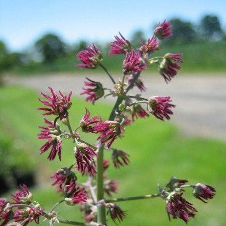 Thalictrum polycarpum (Tall Meadowrue) Seed Packet WW