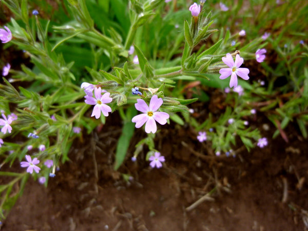 Microsteris gracilis (Pink Microsteris/Slender Phlox) - SymbiOp Garden Shop