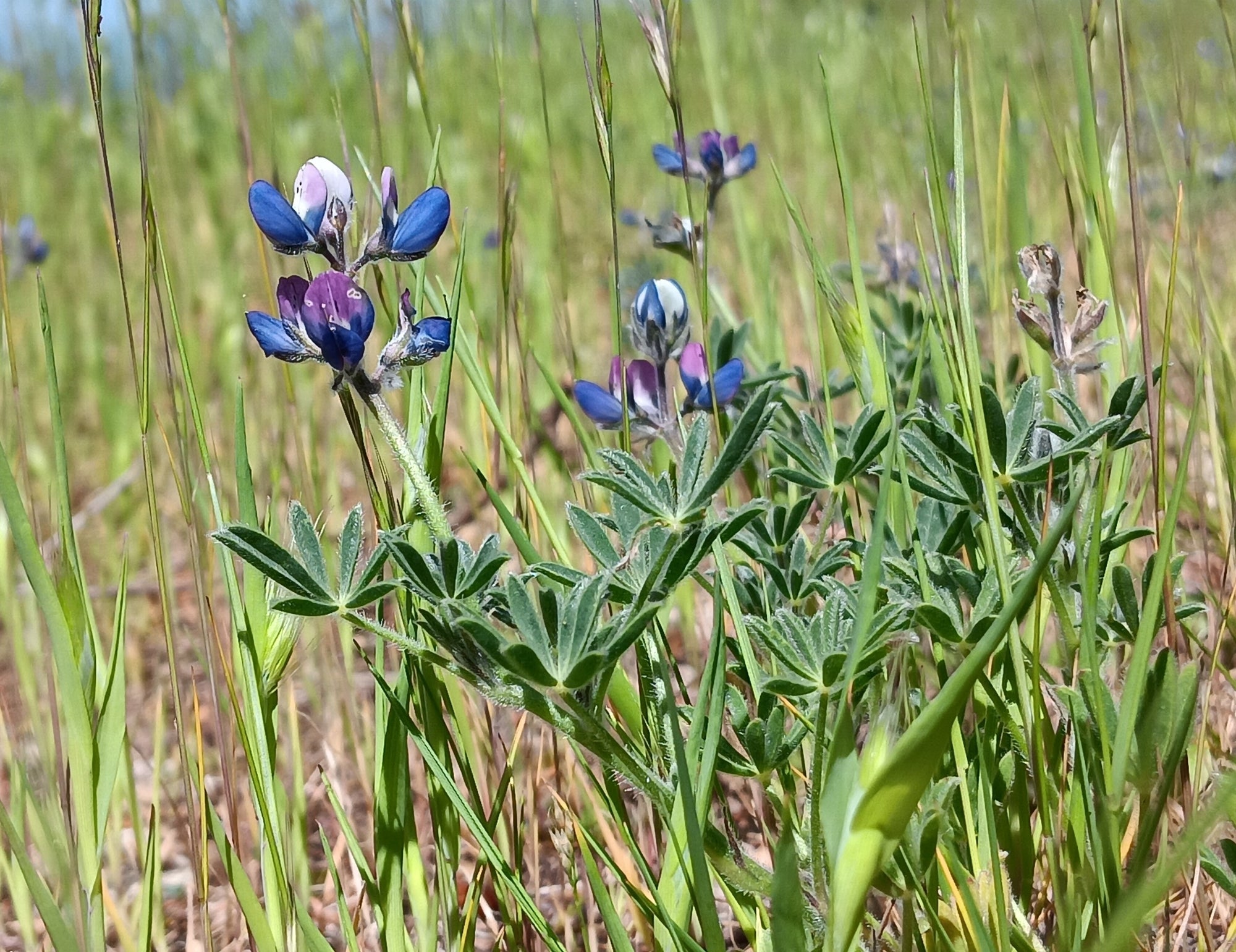 Lupinus bicolor (Miniature Lupine)