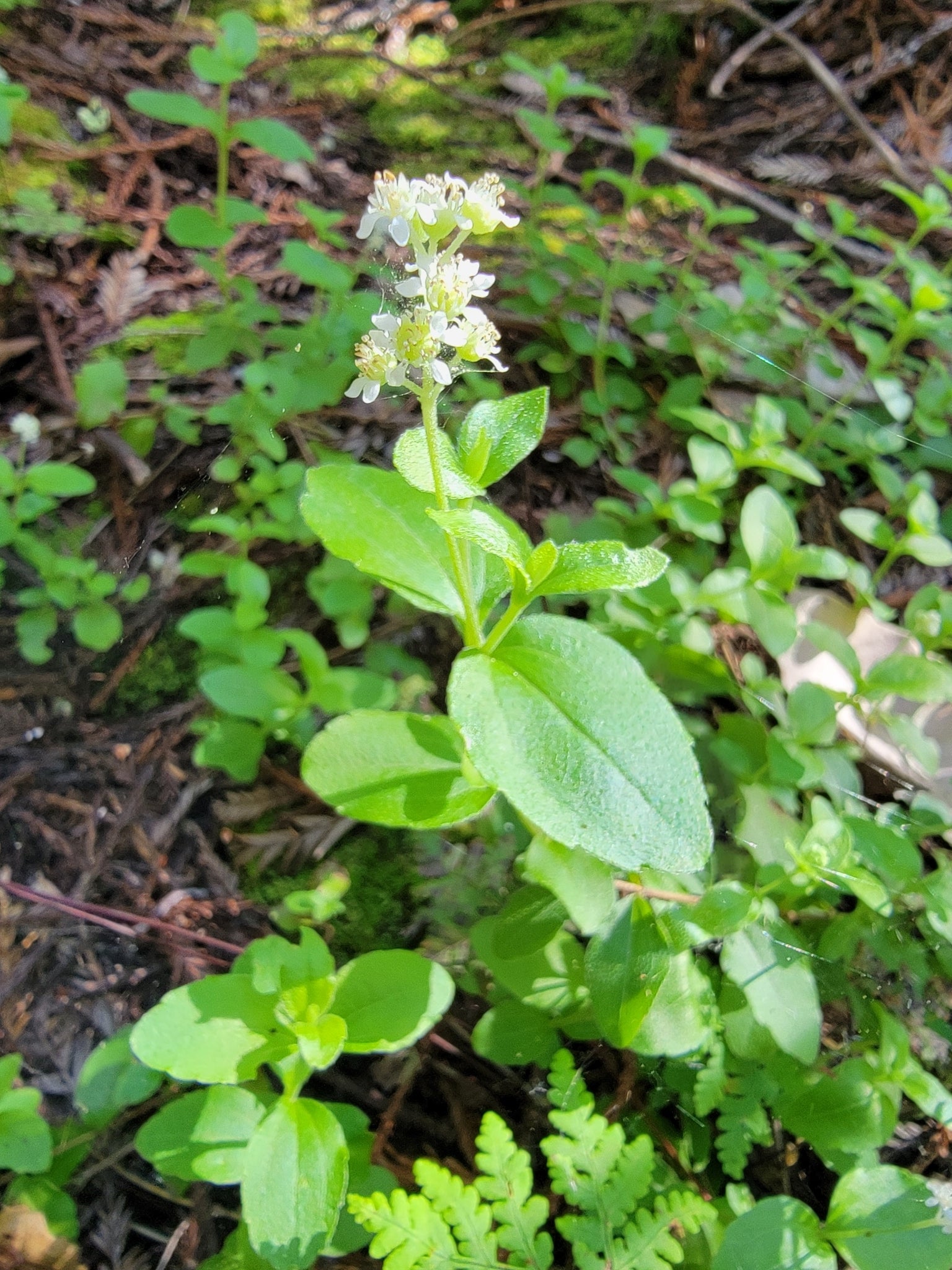 Whipplea modesta (Whipplevine/Modesty)