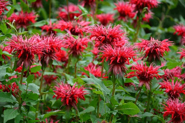 Monarda didyma (Scarlet Bee Balm)