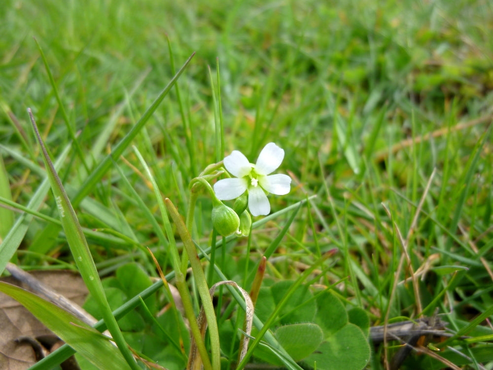 Montia linearis (Narrow Leaf Miner's Lettuce)