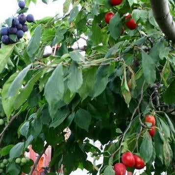 Plum Multi-grafted (Prunus sp) - 15 gallon MS