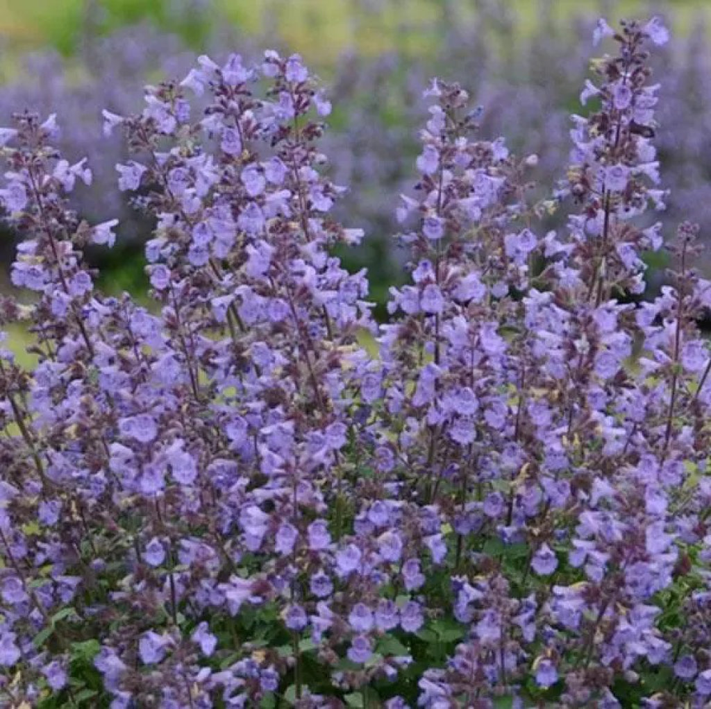 Nepeta 'Kitten Around' (Nepeta faassenii)