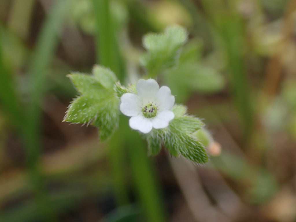 Nemophila parviflora (Small Flowered Nemophila)