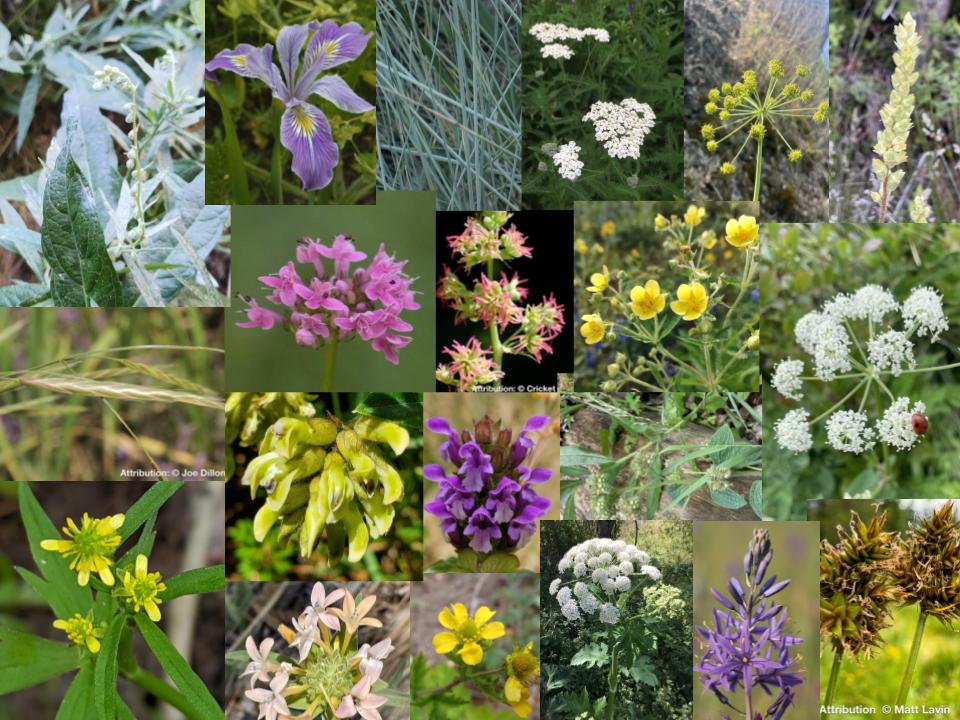 plant seed mix Native Oak Understory Seed Mix HS 1/2 oz BULK