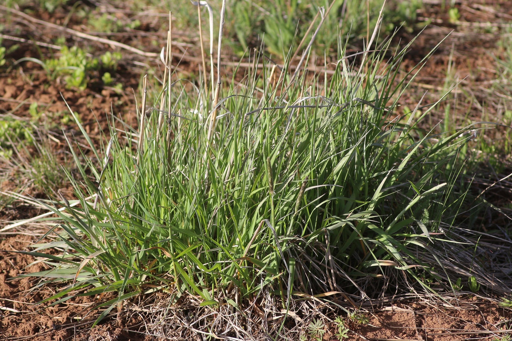 Danthonia californica (California Oatgrass) Seed Packet SF