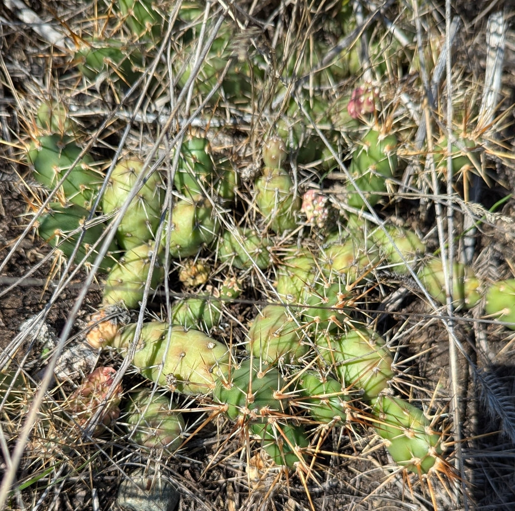 brittle prickly pear cactus for sale Opuntia fragilis (Brittle Prickly Pear)