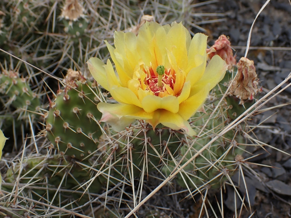 grizzly bear prickly pear cactus Opuntia columbiana (Grizzlybear Pricklypear)