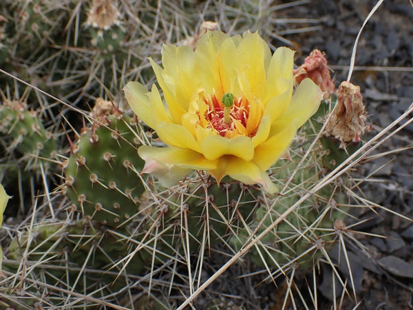 plains prickly pear cactus for sale Opuntia columbiana (Grizzlybear Pricklypear)