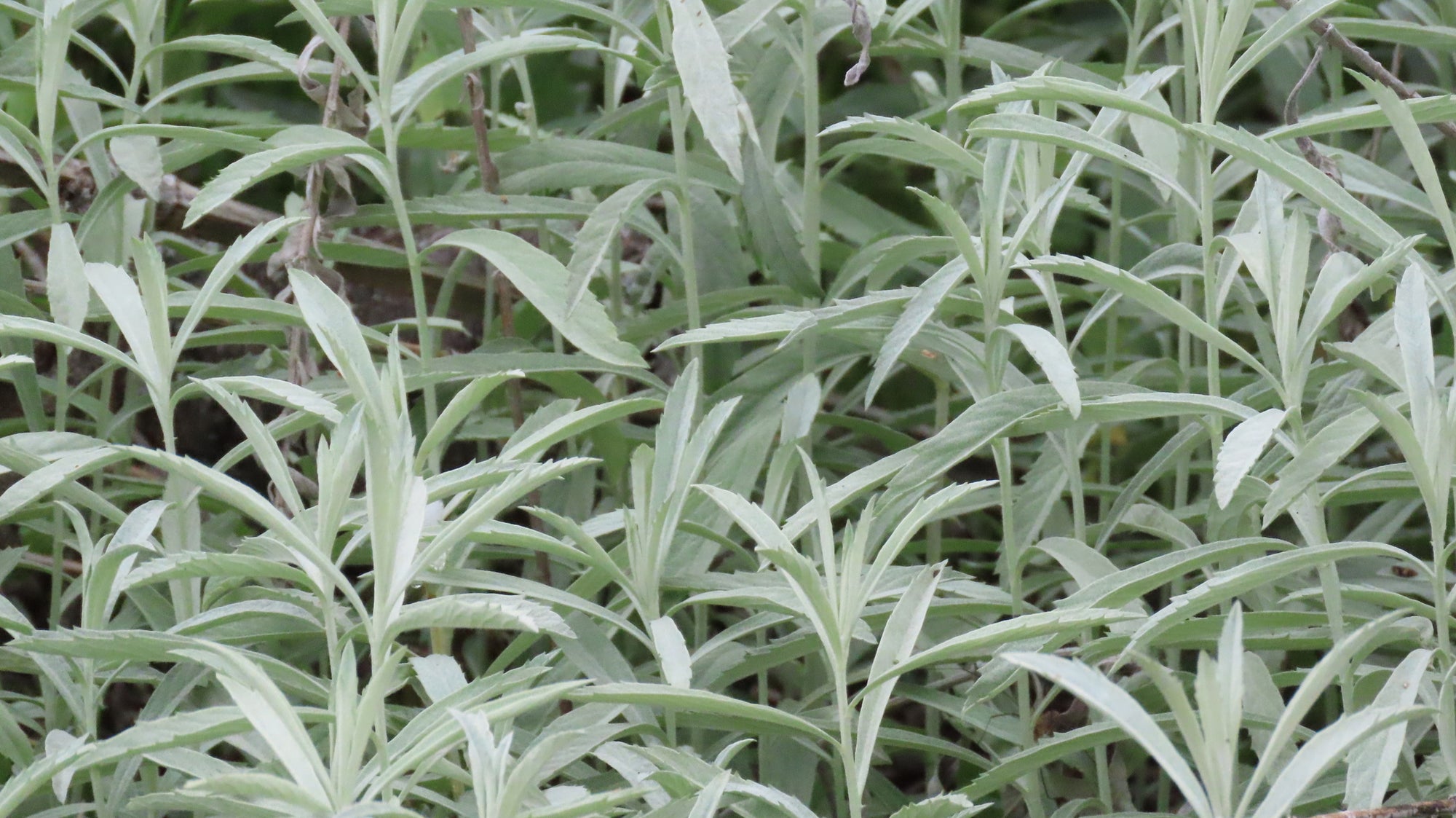 Artemisia ludoviciana (Silver Artemisia) CC RO