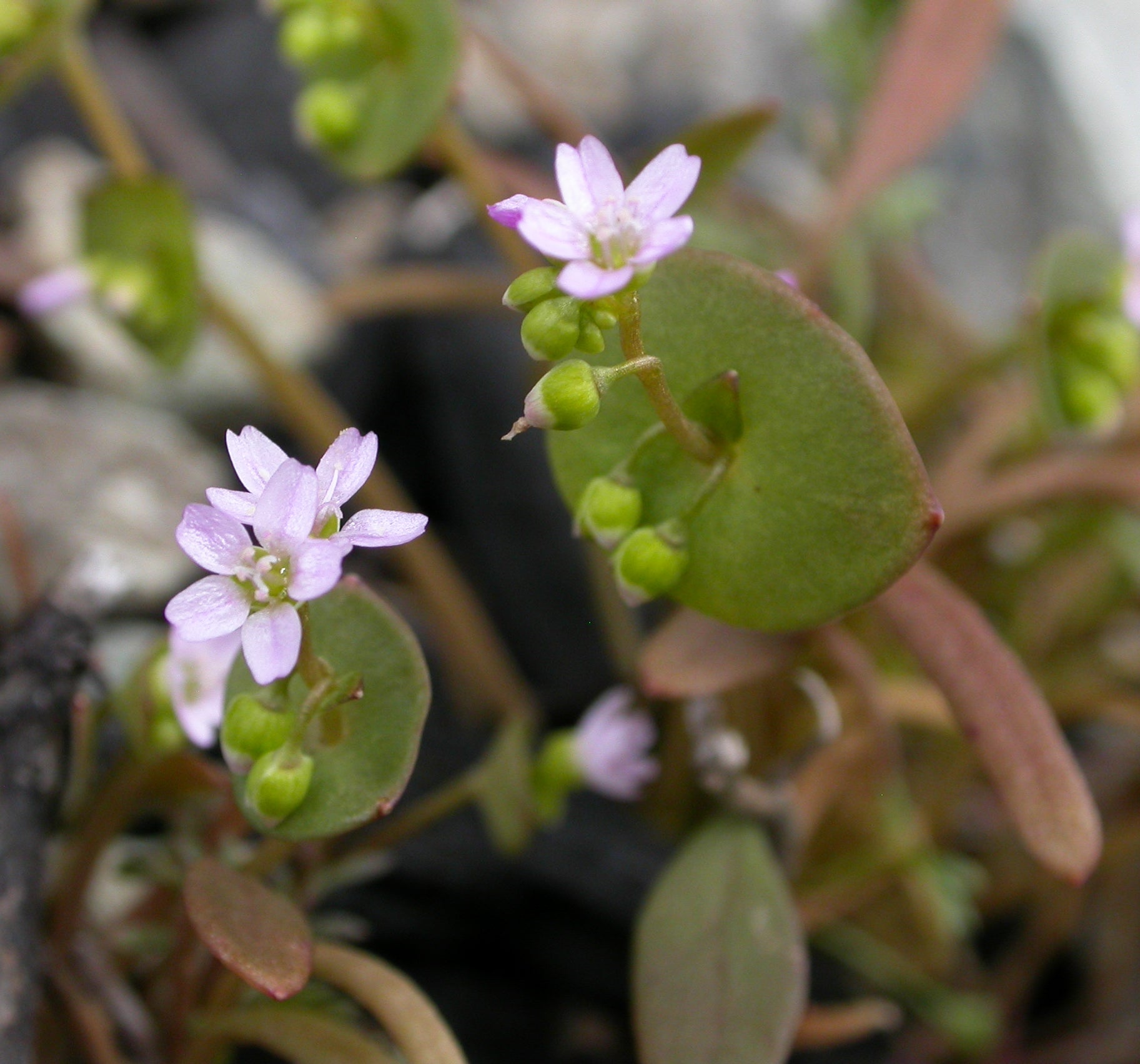 Montia [Claytonia] parviflora (Streambank Spring Beauty)